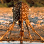 Sudafrica Etnix